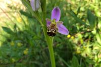 Ophrys apifera