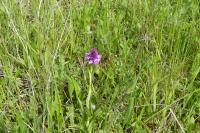 Anacamptis pyramidalis