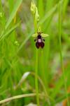 Ophrys insectifera