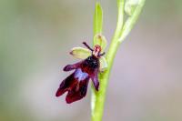 Ophrys insectifera