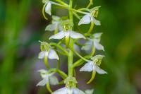 Platanthera chlorantha