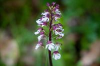Orchis purpurea