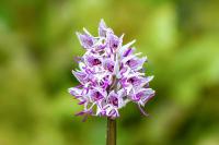 Orchis simia