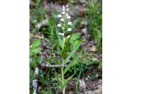 Cephalanthera longifolia