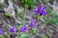 Campanula glomerata