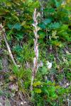 Limodorum abortivum