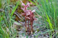 Orobanche alba
