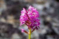 Anacamptis pyramidalis