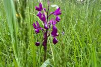 Anacamptis laxiflora