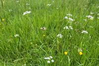 Oenanthe silaifolia