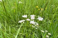 Oenanthe silaifolia