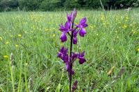 Anacamptis laxiflora