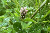 Trifolium striatum