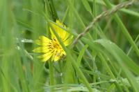 Tragopogon pratensis