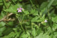 Geranium purpureum
