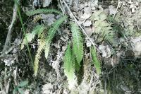 Struthiopteris spicant