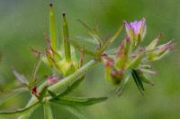Geranium dissectum