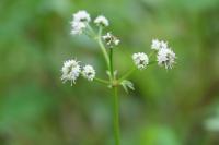 Sanicula europaea