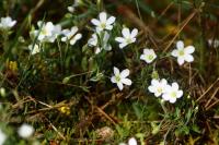 Arenaria montana