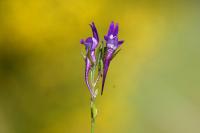 Linaria pelisseriana