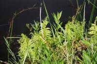 Thelypteris palustris