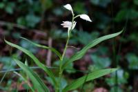 Cephalanthera longifolia
