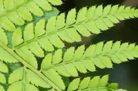 Polystichum setiferum