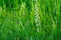Platanthera chlorantha