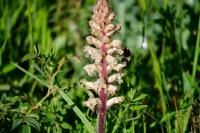 Orobanche