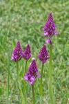 Anacamptis pyramidalis