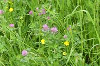 Trifolium pratense