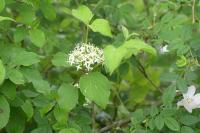 Cornus sanguinea