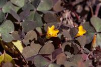 Oxalis corniculata