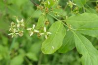 Euonymus europaeus