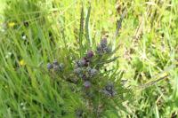Cirsium palustre