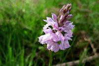 Dactylorhiza maculata