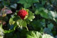 Potentilla indica