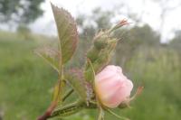 Rosa micrantha