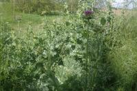 Silybum marianum