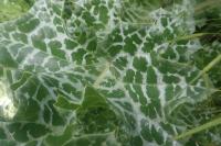 Silybum marianum
