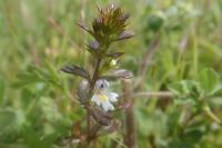 Euphrasia stricta