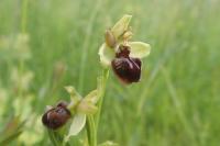 Ophrys aranifera