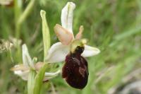 Ophrys aranifera