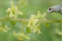 Dioscorea communis