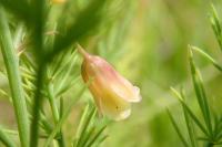 Asparagus officinalis