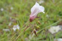 Linum appressum