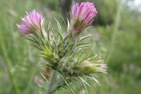 Carduus tenuiflorus