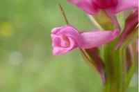 Gymnadenia pyrenaica