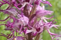 Orchis x angusticruris