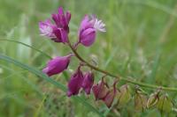 Polygala vulgaris